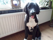 honden foto van Aranka