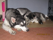 honden foto van Malehusky