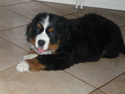 honden foto van bjento