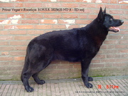 honden foto van Gio Badjou