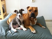 honden foto van Buddha en Pip