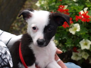 honden foto van rekum