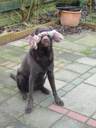 honden foto van Linda