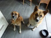 honden foto van Ron de Groot