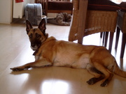 honden foto van Chili