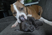 honden foto van tash