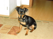 honden foto van Lisa