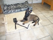 honden foto van Mark Weerder