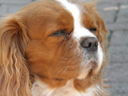 honden foto van Hillie 