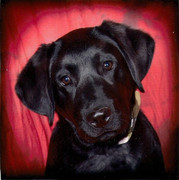 honden foto honden foto van Nell Beurskens-Janssen