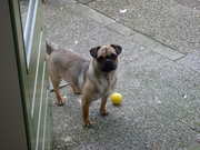 honden foto honden foto van bianca