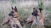 honden foto van Elly