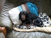 honden foto van Yvonne