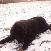 honden foto honden foto van moke