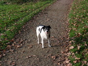 honden foto honden foto van nel