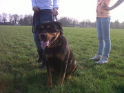 honden foto van Chanelle