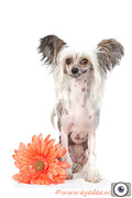 honden foto van Esther