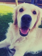 honden foto van Charlotte en Donna :)