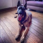 honden foto van Roel