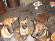 honden foto van Sabine, baasje van Kimi en Kansoe