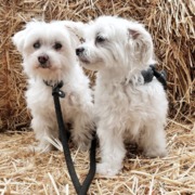 honden foto van Wokkeltjes