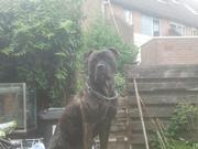 honden foto honden foto van Ziggy W