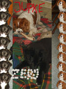 honden foto van lieselot