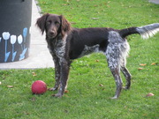 honden foto van Esri