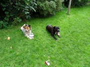 honden foto van Marjolein 