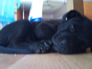 honden foto honden foto van Michelle