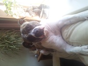 honden foto van natasja harms