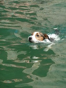 honden foto van yvonne babin