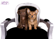 honden foto van monique reijersen