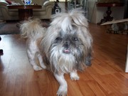 honden foto honden foto van Els Rosmalen van Maurik