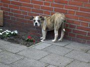 honden foto honden foto van sharon