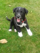 honden foto van anja 