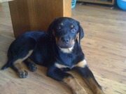 honden foto honden foto van boyd