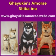 honden foto van Natalie/Kelly