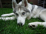 honden foto van Lena