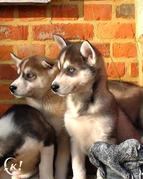 honden foto honden foto van arne van holderbeke