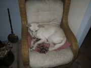 honden foto van Milou