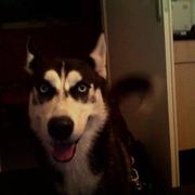 honden foto van Chantal