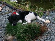 honden foto van annemarie