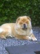 honden foto honden foto van mo