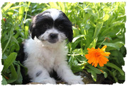 honden foto van e.courage