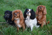 honden foto van Kell - Alice, Casper, Kobe & Timo