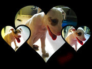 honden foto van Sahra