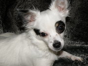 honden foto van Ellen