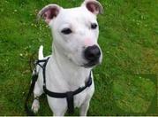 honden foto van nippy