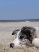 honden foto honden foto van Stéphany